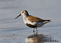 Calidris alpina